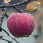 close up of fruits hanging on tree