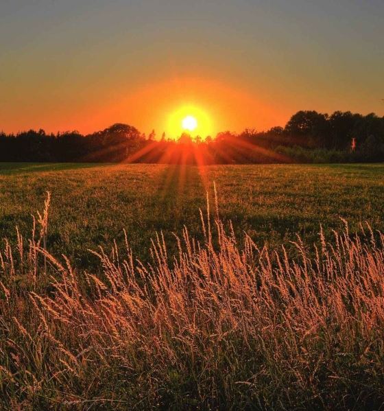 brown and green grass field during sunset