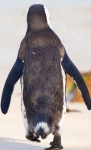 photo of a penguin